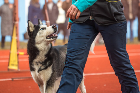 Husky dog is black and gray color with blue eyes walking beside the owner watching himの写真素材