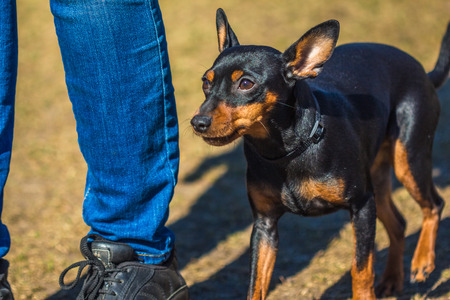 A little frightened at Pincher Pinscher outdoor her mistress feetの写真素材