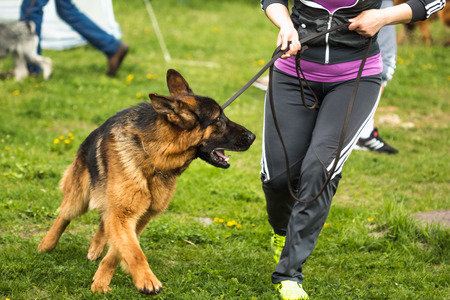 German Shepherd runs on a leash with a man. Biting dog. Alsatian Wolf Dog. Deutscher, dogの写真素材