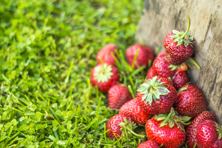 Heap ripe strawberries in blurring in the wooden wall on the grassの写真素材