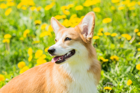Welsh Corgi dog on a bright yellow background green grassの写真素材