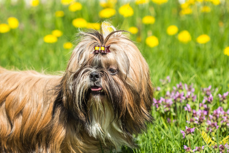 Portrait of a Shih Tzu dog outdoors in the green grass