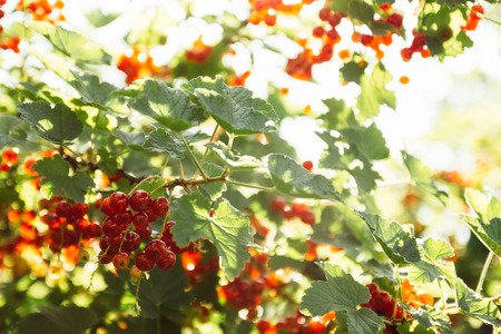 Red currant berries hanging on the branches of green bush in the sunの写真素材