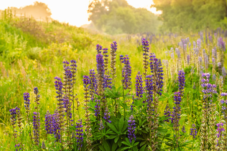 Bush lupine blooming in summer with purple spotsの写真素材