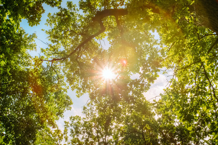Beautiful scene with sunlight among oak tree leaves.の写真素材