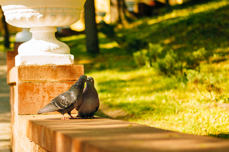 Two cute kissing doves in the city park on the curbの写真素材