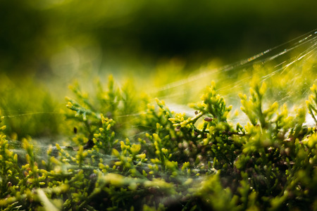 Branches or plants Thuja Cypress in blurring with spider websの写真素材