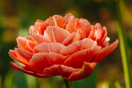 Big-blown beautiful flower bud tulip. Close-upの写真素材