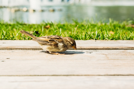 Little sparrow close-up on wooden surface