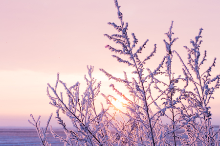 Field grass covered with morning hoarfrost on a background of beautiful sunriseの写真素材