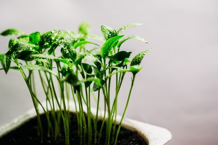 Seedlings of pepper in dewの写真素材