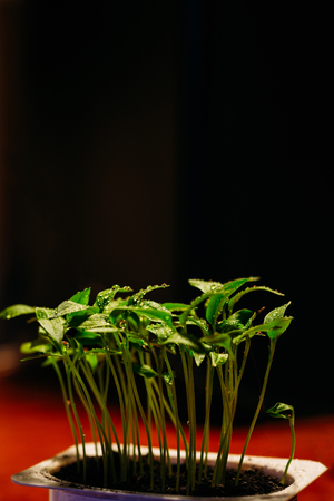 Seedlings of pepper in a cupの写真素材
