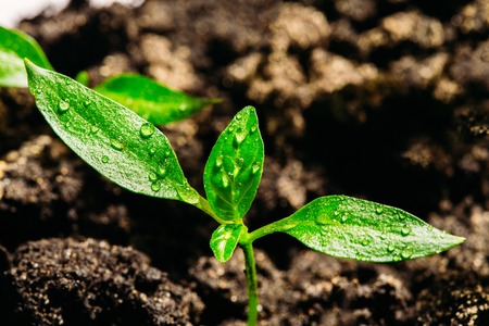 A small seedling pepper is covered with water droplets growing in a covered ground. Close-upの写真素材