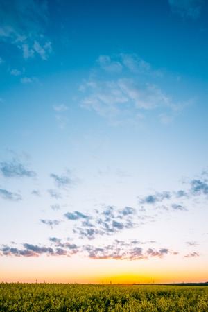 Beautiful sunset sky over the field of canolaの写真素材