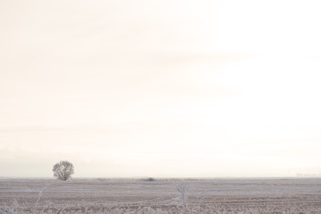 Minimalistic landscape with a tree in the field. Winterの写真素材