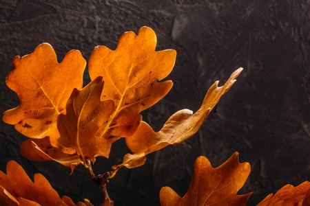 A branch of dry oak leavesの写真素材