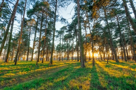 Beautiful sunset in a pine park
