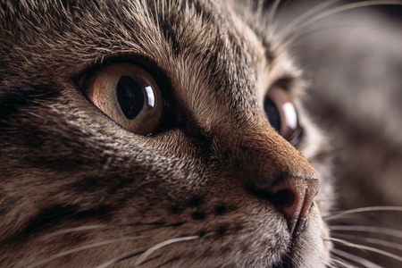Cats muzzle close-up of eyes in focusの写真素材