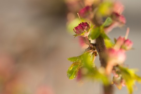 Buds of almonds on a branchの写真素材