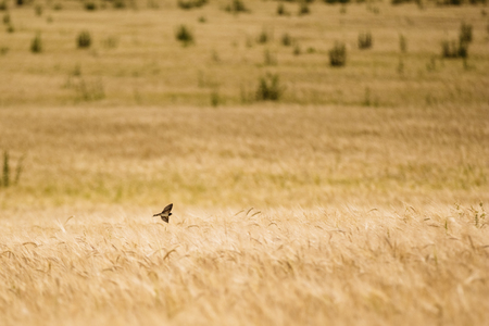 Bird swift a swallow over a field with wheatの写真素材