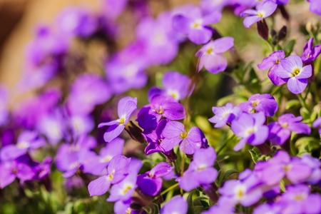 Aubrey flower in the gardenの写真素材