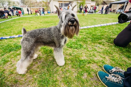 Miniature Schnauzer of gray color on grass posing for photo