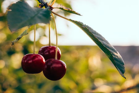 Cherry on a branch in nature