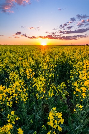 Sunset over the field with rapeの写真素材