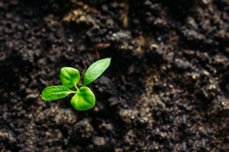 Sprout plant eggplant seedlingの写真素材