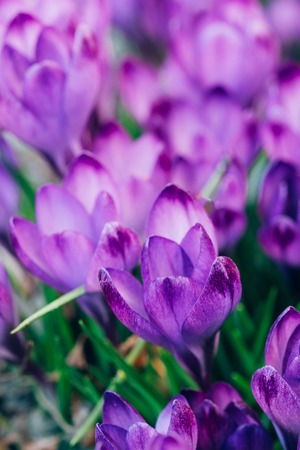 Violet flower buds of crocus