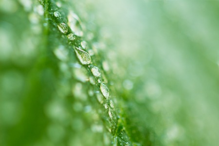 Dew drops on the cucumber foliage