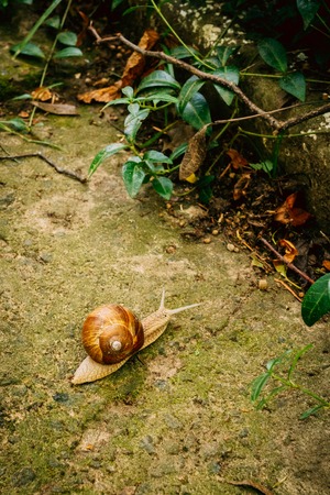 A snail in nature crawls on a stone surfaceの写真素材
