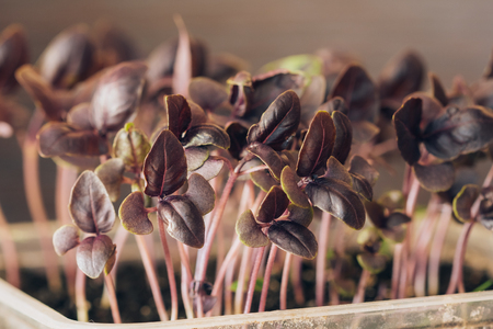 Basil of seedlings in a tray closed groundの写真素材