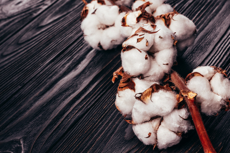 Cotton sprig close-up on a wooden backgroundの写真素材