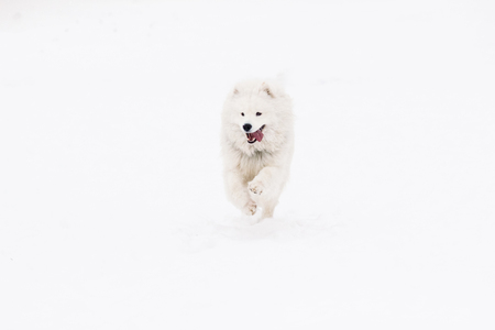 Dog Samoyed young active in the snowの写真素材