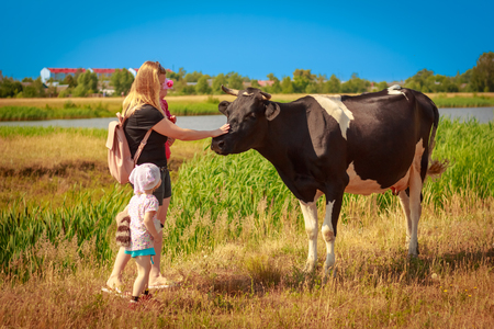 Mom and the children are stroking the cowの写真素材