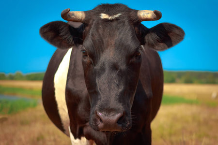 Cow face portrait close-upの写真素材