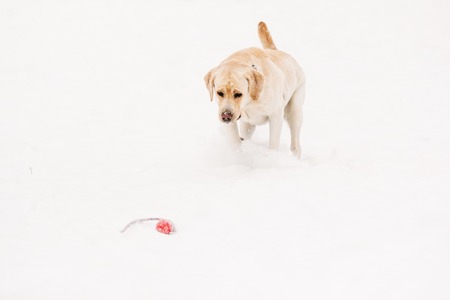 Labrador dog in the snow with a toyの写真素材