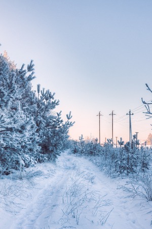 Rural winter road with pinesの写真素材