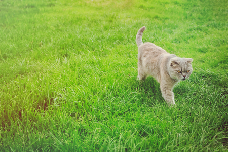 Beautiful scottish fold cat on grassの写真素材