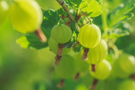 Beautiful background with gooseberry berriesの写真素材