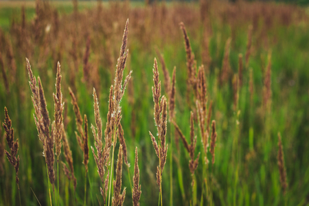 Green background with meadow grass in summer