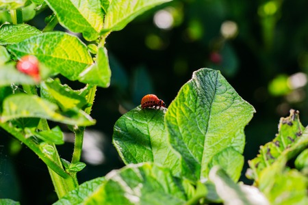 Colorado potato beetle on potato leavesの写真素材
