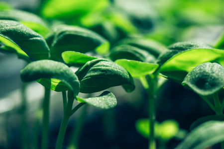 Basil green close-up seedlingの写真素材