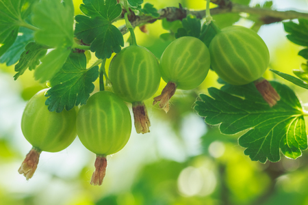 Close-up ripe large green gooseberry berries hang on a branch of a shrub in the gardenの写真素材