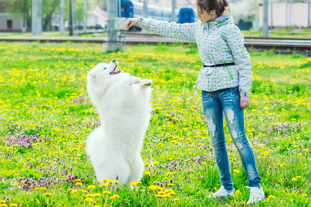 Gomel, Belarus - 29 April, 2017: Beautiful white Samoyed playing with a young girl in a field on a green grassのeditorial素材