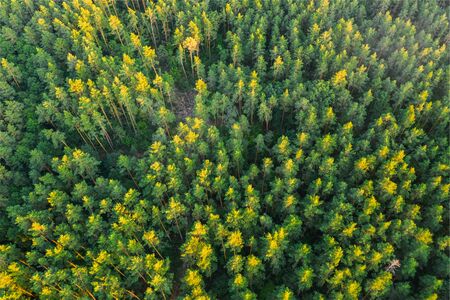 Picturesque pine forest in green colors view from the drone from aboveの写真素材