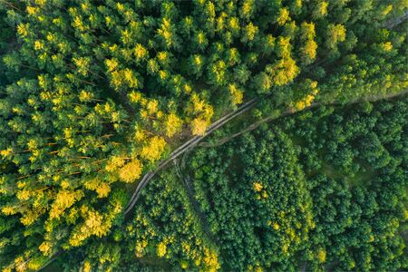 Beautiful coniferous forest top view road among the trees. Drone view