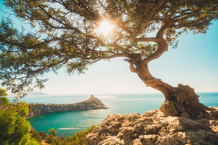 Beautiful juniper tree on the edge of a cliff overlooking a cape in the sea and the sun in the branchesの写真素材