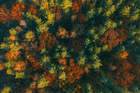 Trees from above in autumn yellow and brown tones. Beautiful background with a top view of the forestの写真素材